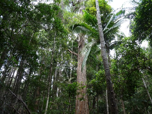 Fraser Island